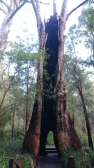 Eucalyptus jacksonii