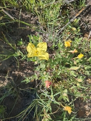 Oenothera hartwegii
