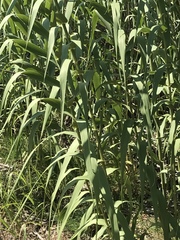 Arundo