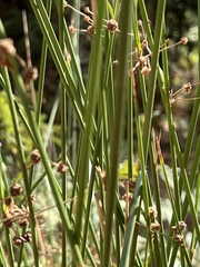 Juncus effusus
