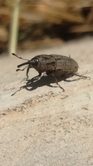 Sphenophorus venatus