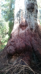 Eucalyptus jacksonii