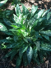 Pulmonaria