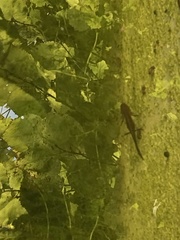 Caudata