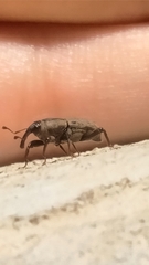 Sphenophorus venatus