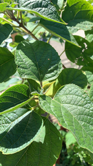 Clerodendrum trichotomum