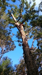 Eucalyptus jacksonii