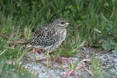 Burhinus capensis capensis