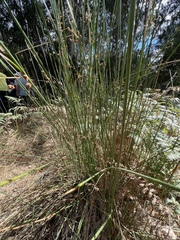 Juncus effusus