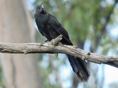 Crotophaga sulcirostris