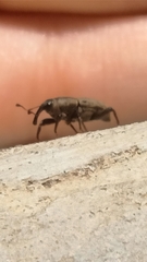 Sphenophorus venatus