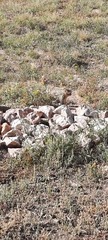 Ictidomys tridecemlineatus