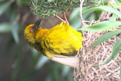 Ploceus capensis