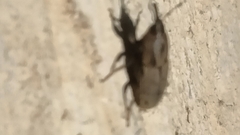 Sphenophorus venatus