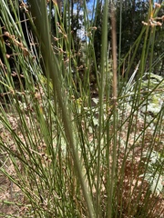 Juncus effusus
