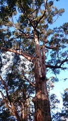 Eucalyptus jacksonii