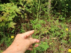 Croptilon divaricatum