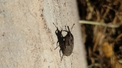 Sphenophorus venatus