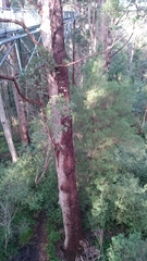 Eucalyptus jacksonii