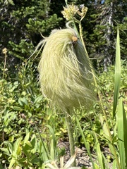 Pulsatilla occidentalis