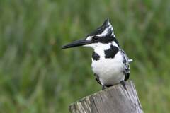 Ceryle rudis rudis