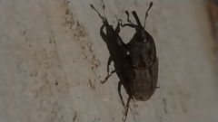 Sphenophorus venatus