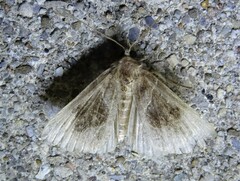 Erebidae