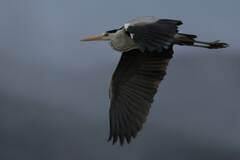 Ardea cinerea cinerea