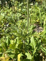 Pulsatilla occidentalis