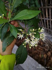 Gymnanthemum amygdalinum