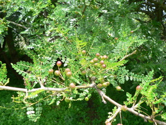 Bursera bipinnata