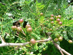 Bursera bipinnata