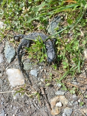 Salamandra lanzai