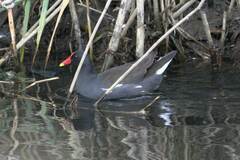 Gallinula chloropus meridionalis