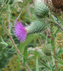 Cirsium pumilum