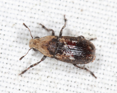 Euparius paganus