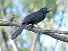 Crotophaga sulcirostris