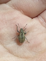 Naupactus peregrinus