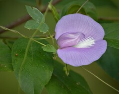 Centrosema virginianum