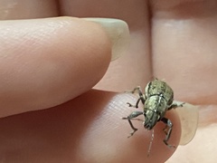 Naupactus peregrinus