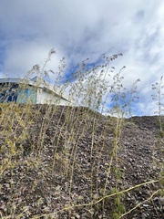 Descurainia sophioides