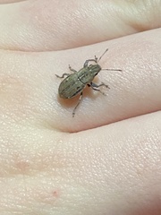 Naupactus peregrinus