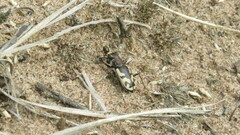 Cicindela formosa