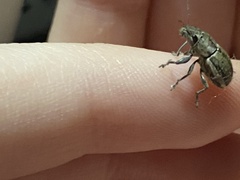 Naupactus peregrinus