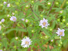 Symphyotrichum novi-belgii