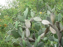 Opuntia
