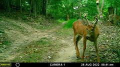 Odocoileus virginianus