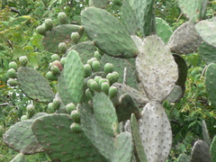 Opuntia