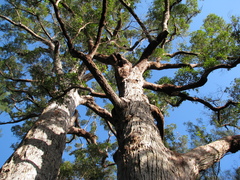 Eucalyptus jacksonii