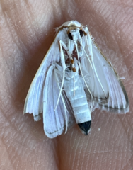 Diaphania costata